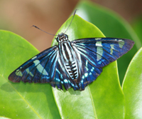 A butterfly