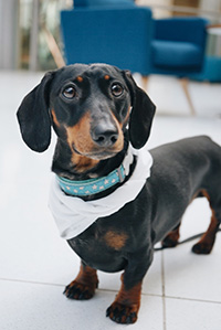 Sausage dog